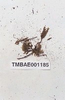 藏品(平苔科)的圖片